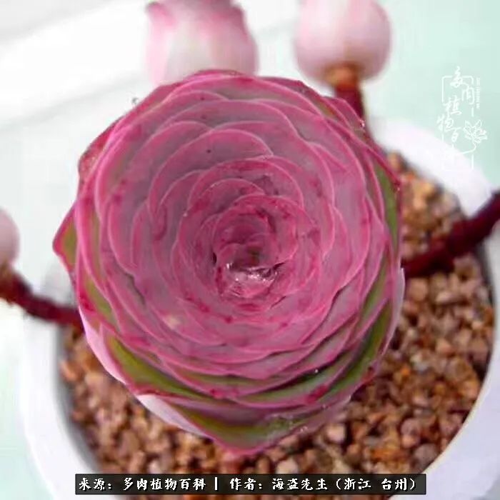 山地玫瑰养护顺口溜,山地玫瑰的养护种植注意事项视频