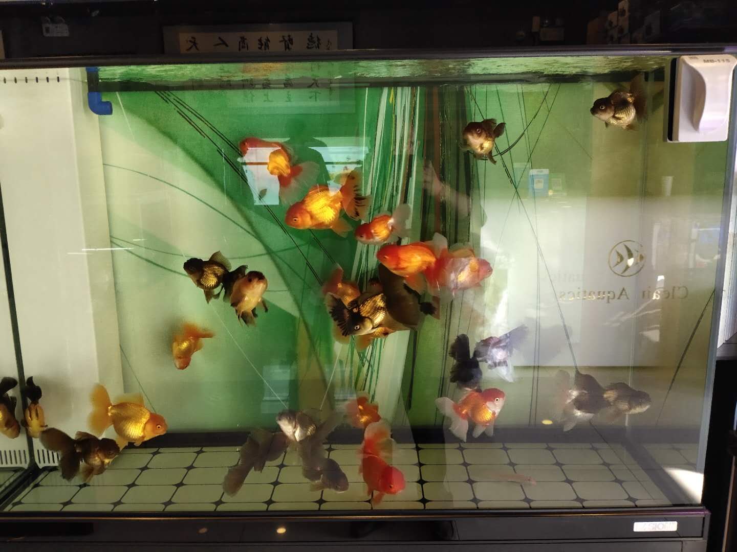 金鱼在38度的水温还能活吗,金鱼在18度水温会不会死