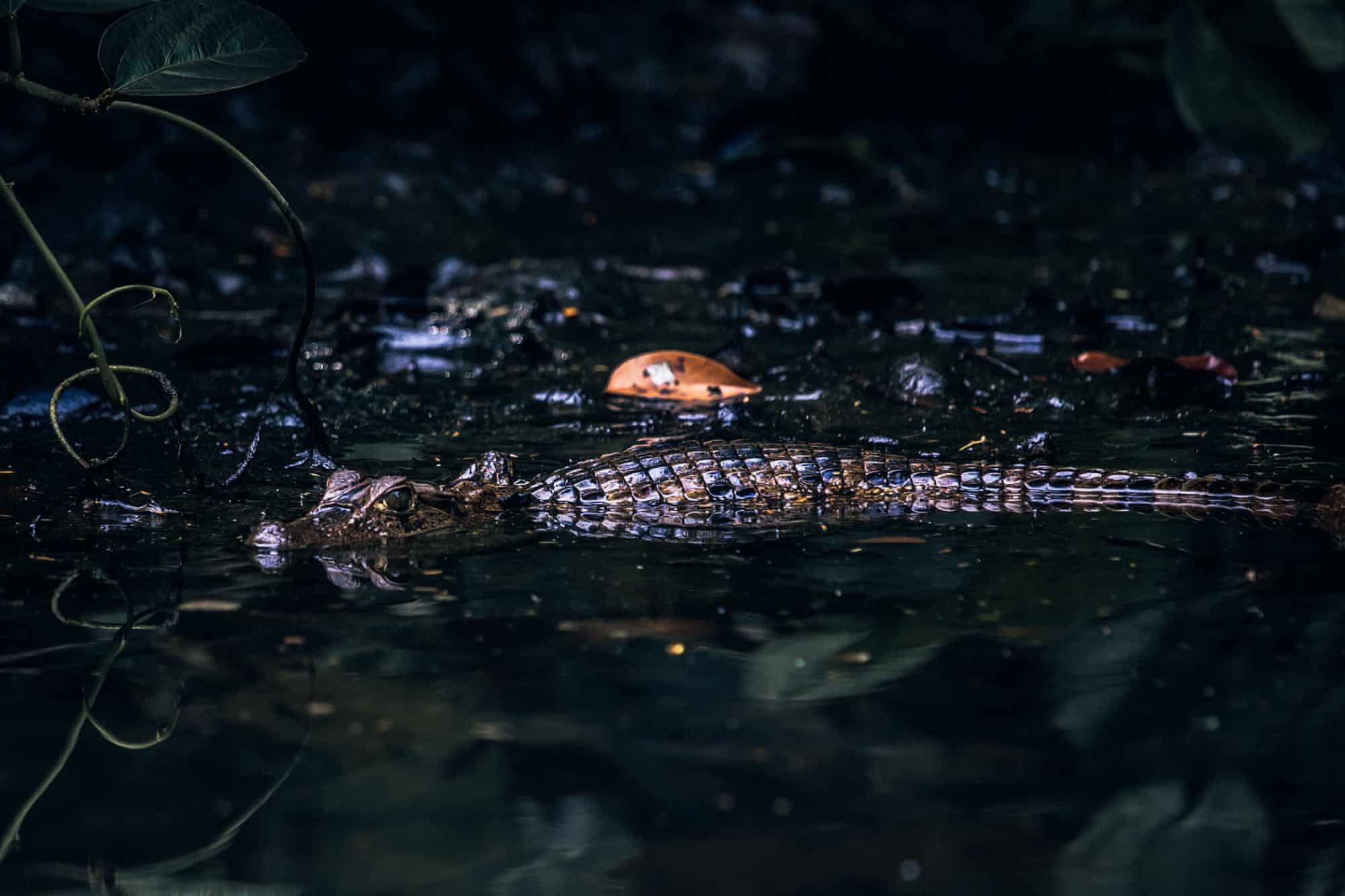 哥斯达黎加旅行完整视频,哥斯达黎加一日游