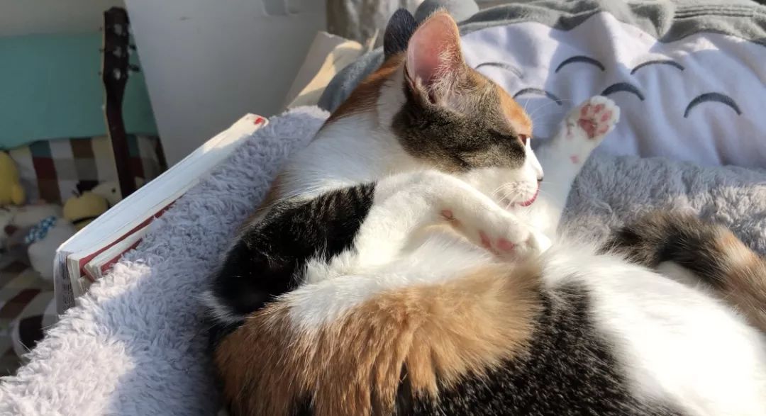 如何不洗澡让猫咪的毛发干净,怎么可以让猫咪不掉毛