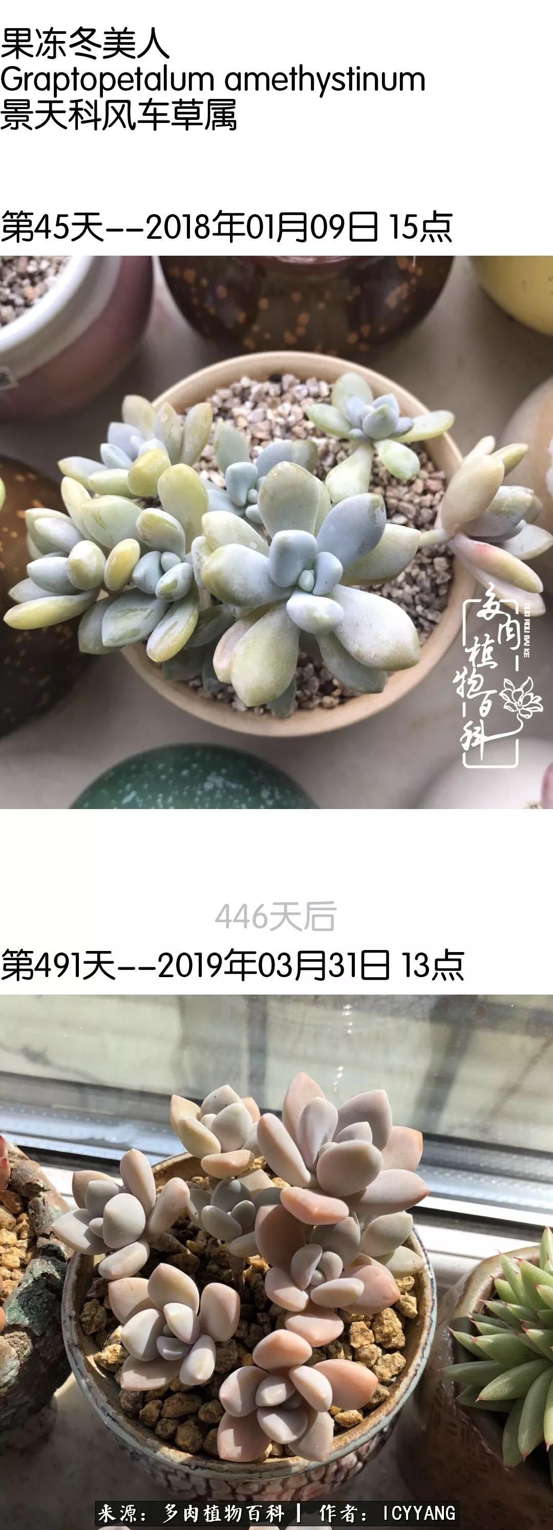 室内阳台多肉的养护方法,景天多肉养护