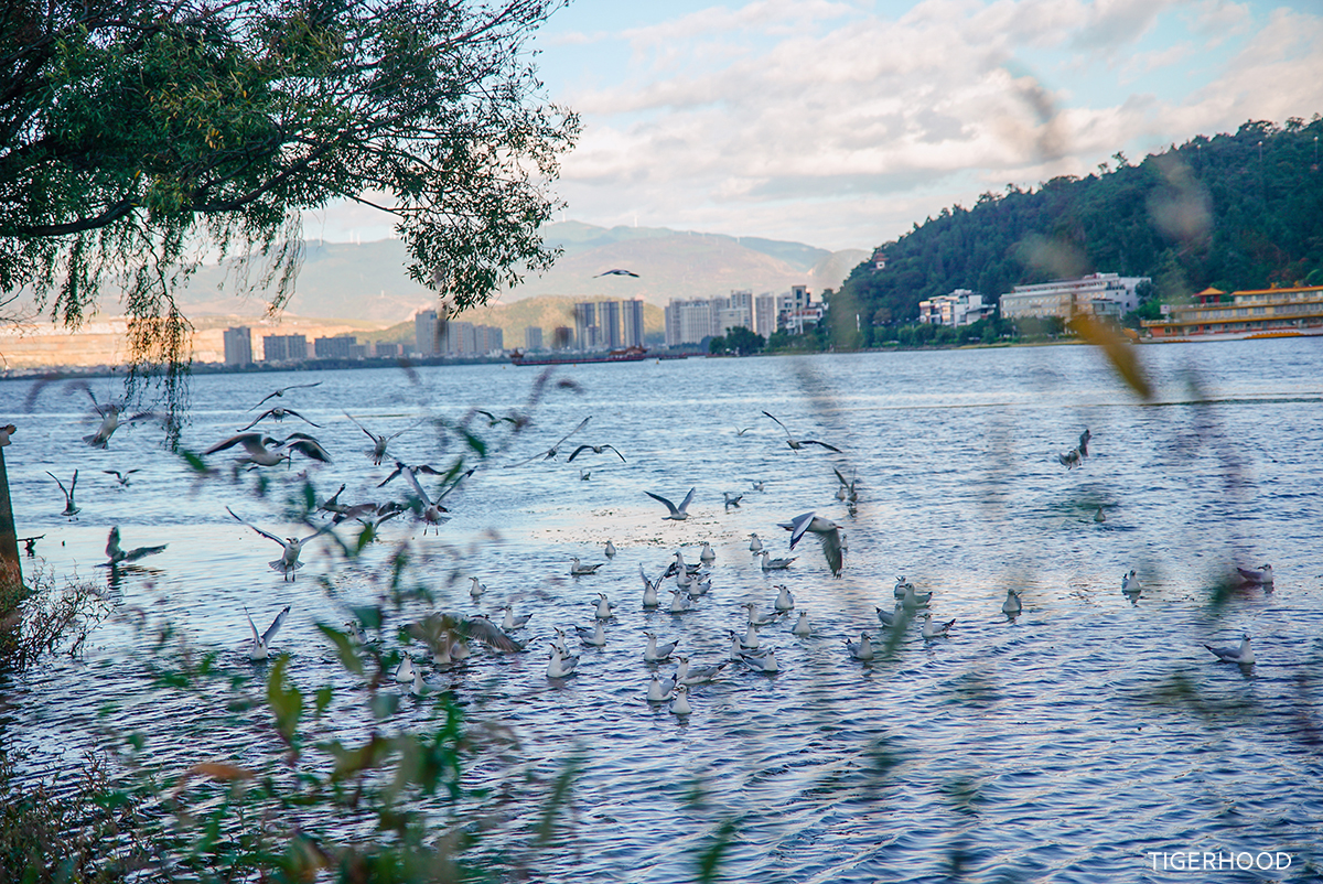 太格有物怎么样,太格有物