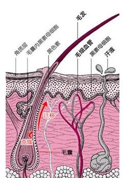 患白癜风的女生能用哪些化妆品,脱毛膏会引起白癜风吗