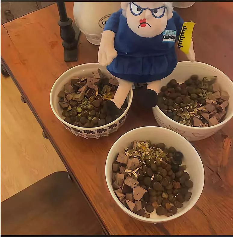 家有狗子,家有狗子视频完整版