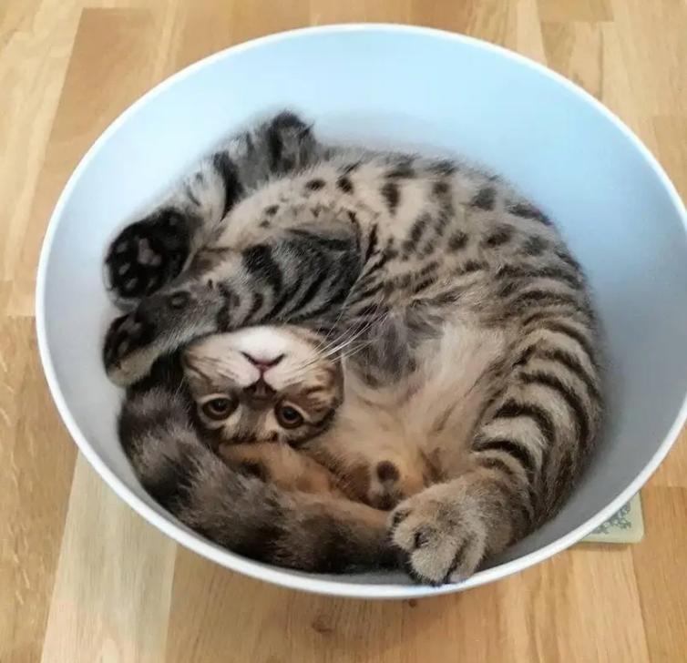 奇怪的知识增加了！猫咪简直就是液体做的