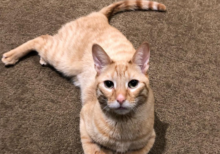 辟谣，猫咪尾巴一直不动很正常？错，不仅反常更有瘫痪风险