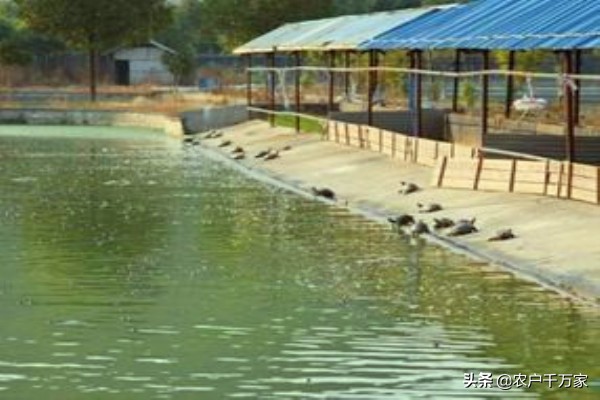 冬季甲鱼如何保活,甲鱼怎么防天敌