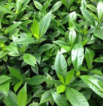 栀子花各种黄叶原因及图解,栀子花黄叶的几种处理方法