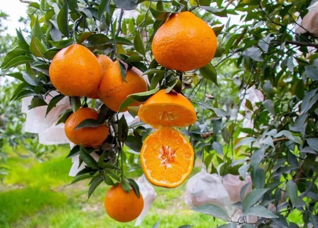 增强人体免疫力的10种最佳水果,5种水果保护心脏血压提高免疫力