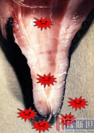 张廷青简介,张廷青