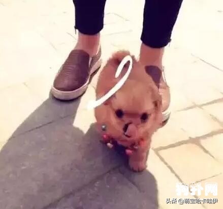 茶杯犬可不可爱会不会咬人,养茶杯犬的好处