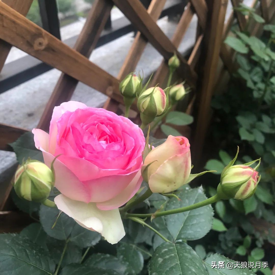 怎么打造露台小花园,如何打理自己的露台小花园