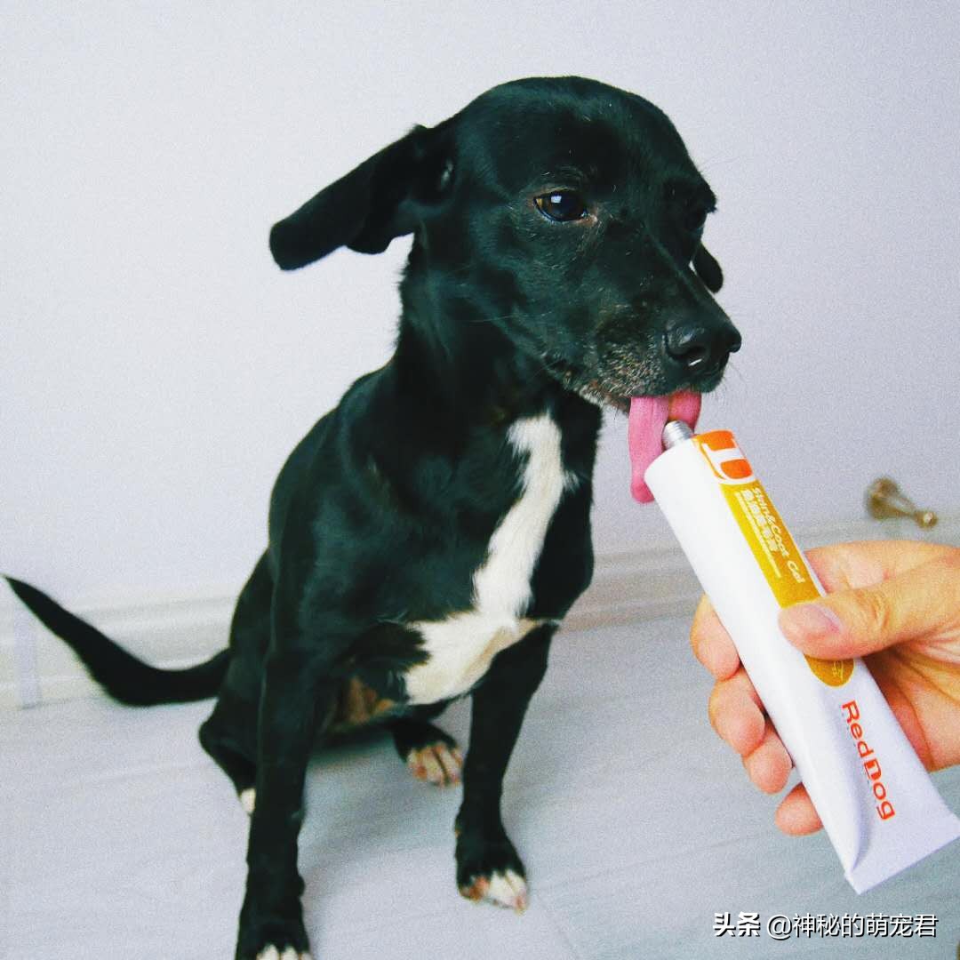 reddog猫咪化毛膏,reddog红狗化毛膏