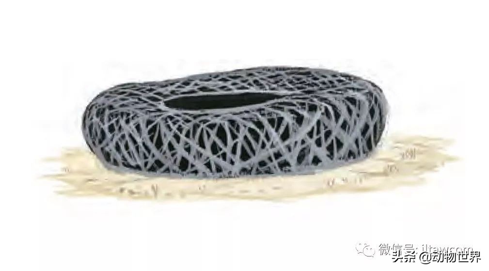 手绘动物地图,探索大自然手绘画