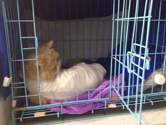 猫癣经历,猫癣的形成原因与治疗方法