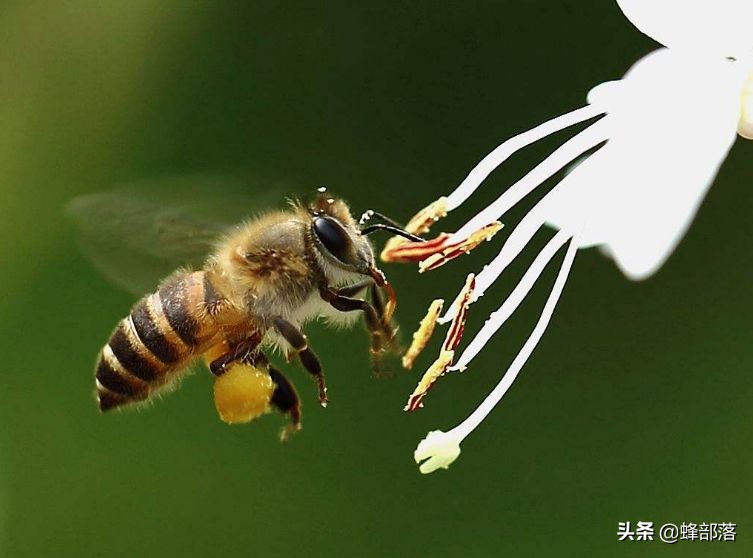 最便宜的蜂箱多少钱一个,蜂箱价格40元是真的吗