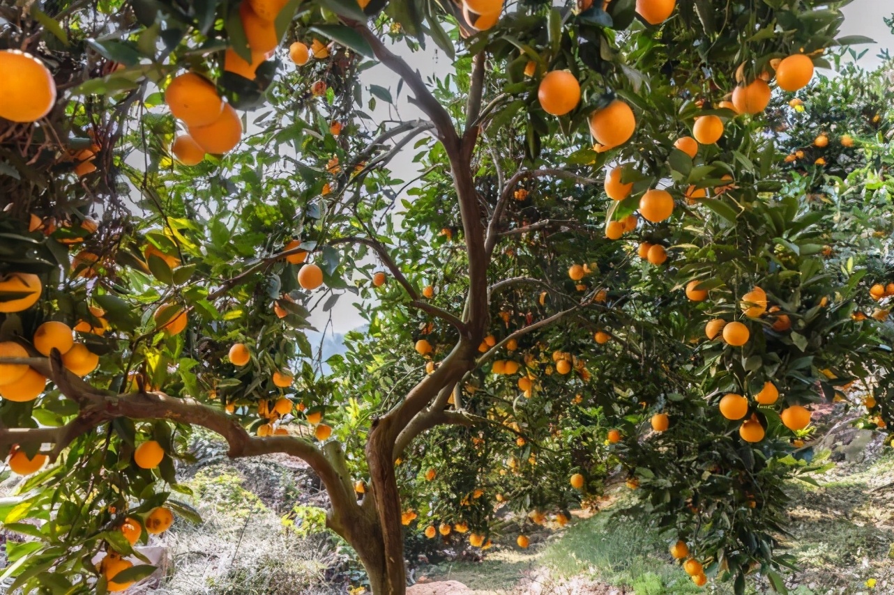 麻阳冰糖橙褚橙,正宗麻阳冰糖橙当季现摘鲜橙