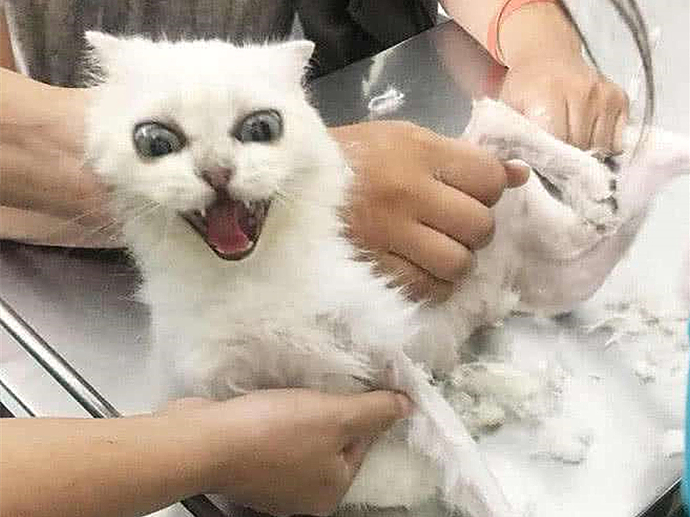 猫毛会引起过敏？唾液、皮屑才是根源，铲屎官需做好三点预防措施