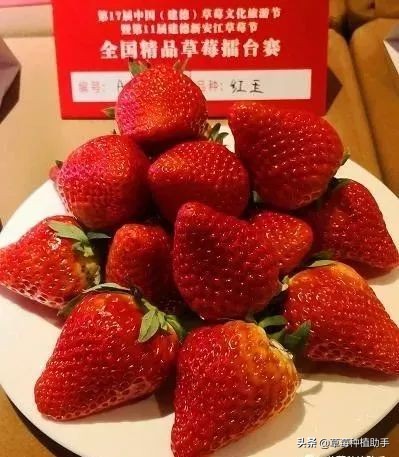红玉草莓品种,奶油草莓哪些品种好看又好吃