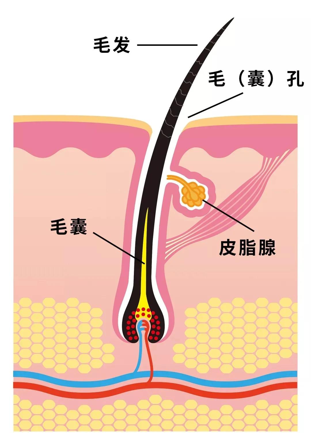 冷水洗脸收缩毛孔正确方法,冷热水交替洗脸可以收细毛孔吗