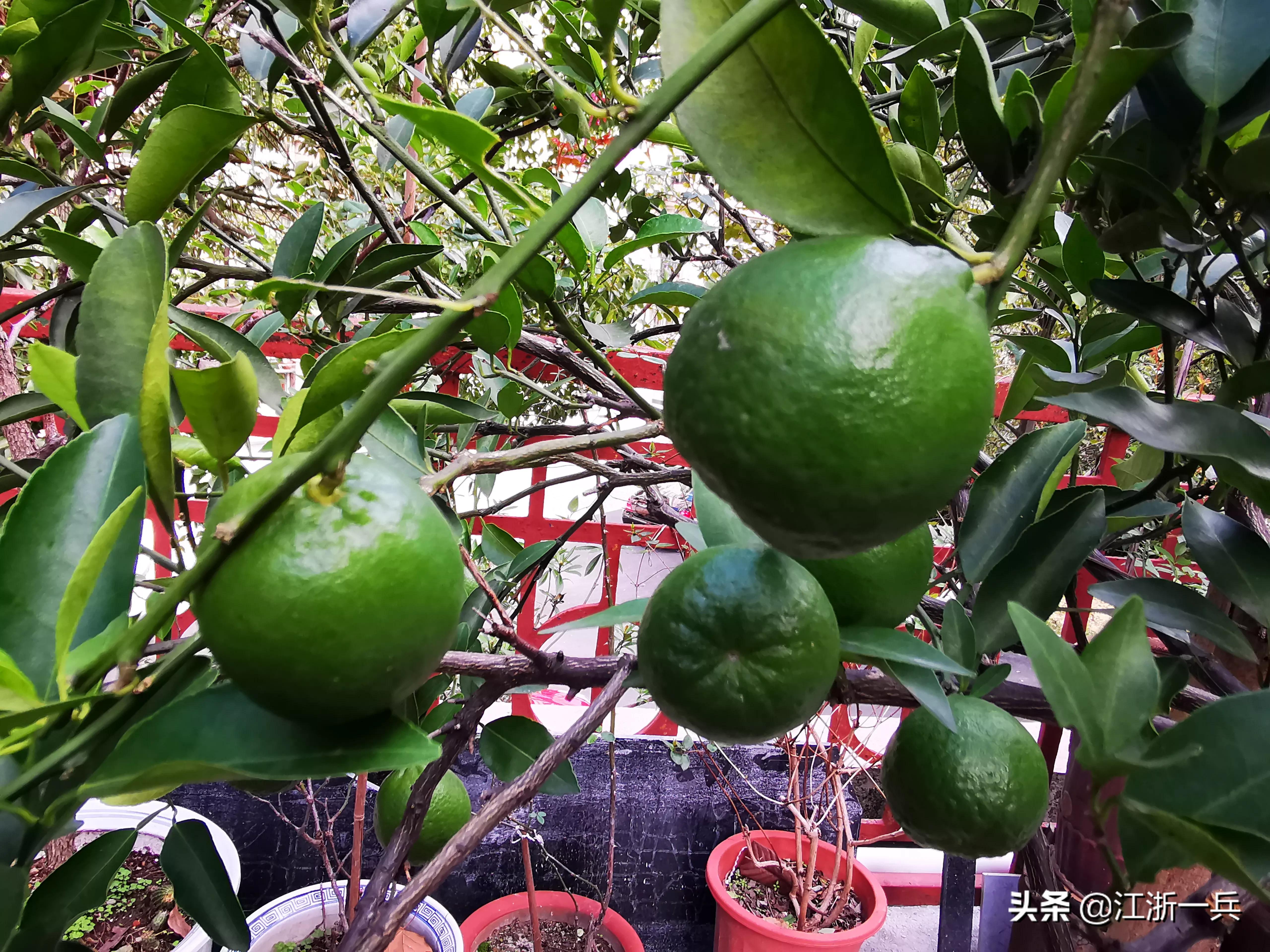 农村亏本生意,乡土散文经典赶集