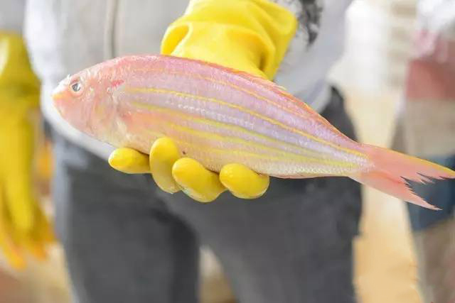 海南海边码头海鲜,海南海鲜开海