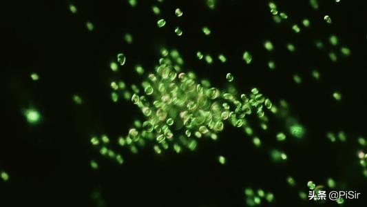 鱼油epa和dha哪个能抗炎症,每100克鱼油含epa和dha