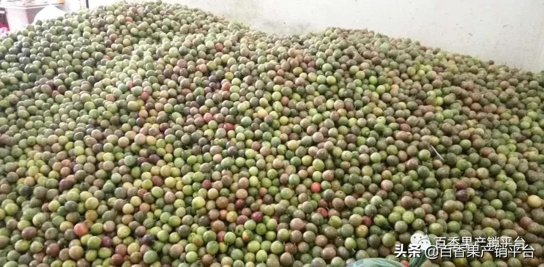 百香果卖苗套路,百香果销售渠道有哪些