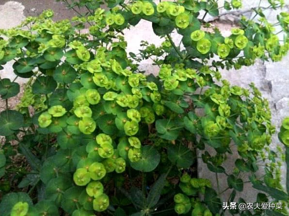 路边长得像野草的草叫什么名字,路边常看到的野草