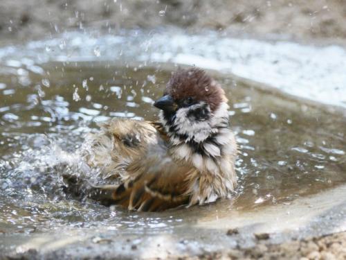 鸟类怎么样躲避极干旱的天气,野生动物如何躲避暴风雨