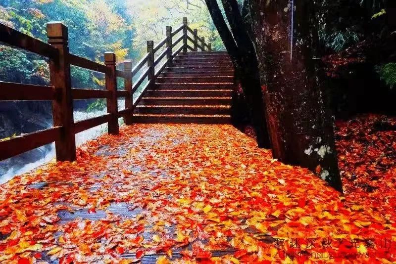 延安黄陵：醉美金秋仙遇黄陵