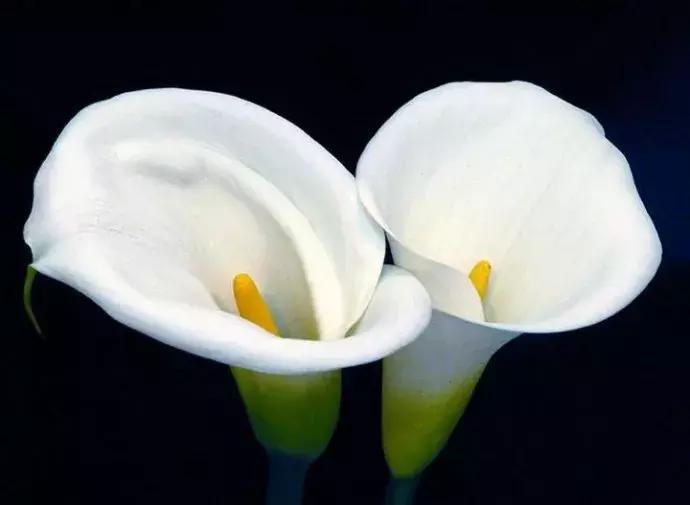 马蹄莲和白掌红掌的区别,马蹄莲和白掌哪个更加珍贵