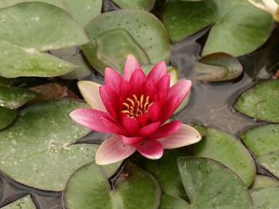 睡莲叶子发黑枯萎怎么补救,睡莲叶子发黑腐烂怎么办