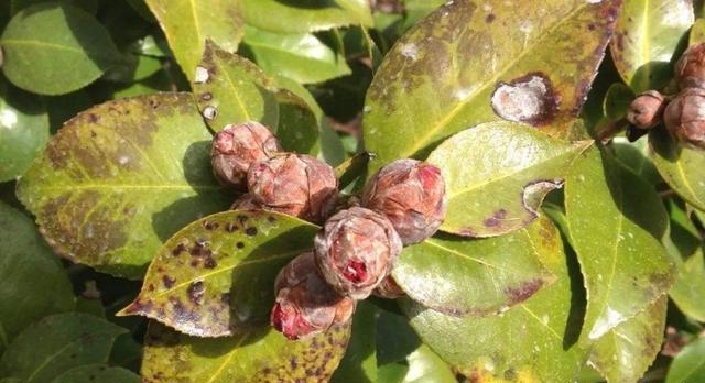 茶花叶发黄茶花苞打不开什么原因,茶花花苞打不开发黑掉落什么原因