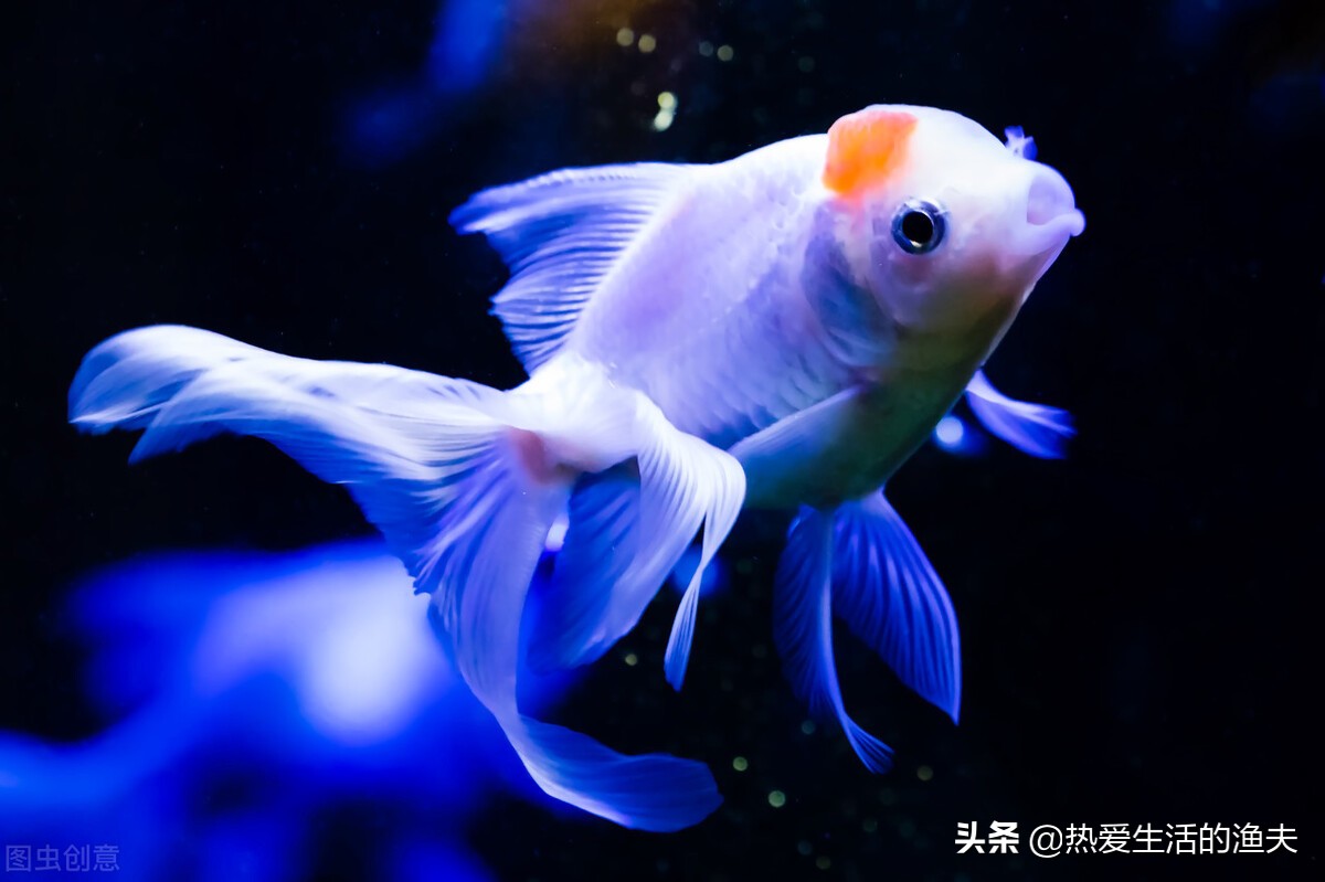 金鱼拉的细长的白线怎么办,金鱼拉得太多怎么办