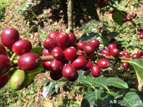 咖啡的涩感像什么,咖啡的涩感怎么解决