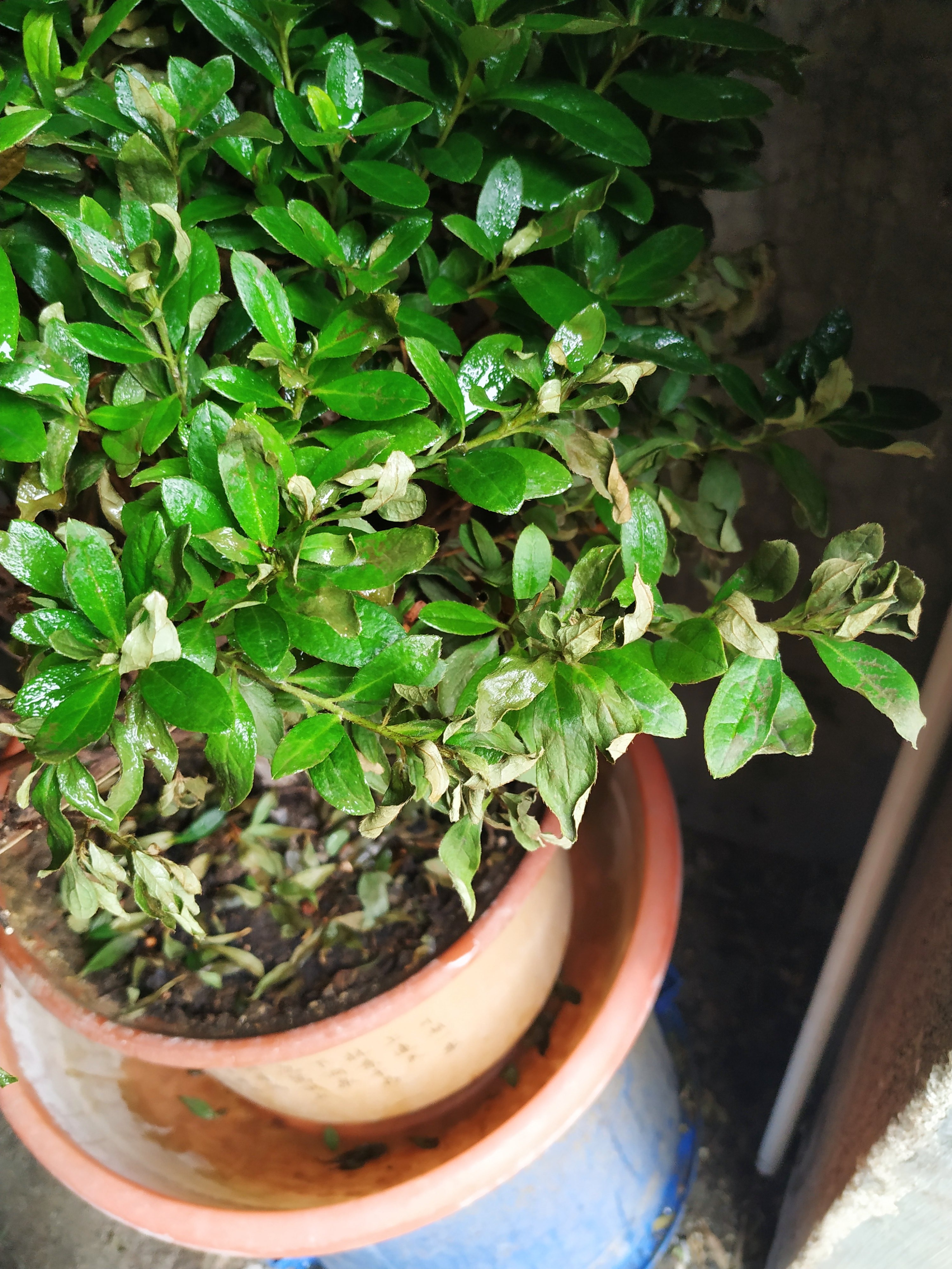 杜鹃花浇水多了叶子会变黑吗,杜鹃花浇水后根部腐烂