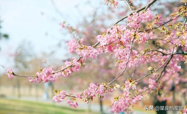 十二星座谁是天生公主呢,12星座的宝藏男孩是什么