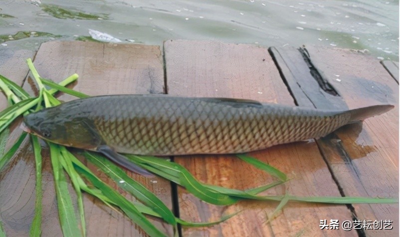 湖北标志性农产品,全国农产品地理标志目录四川