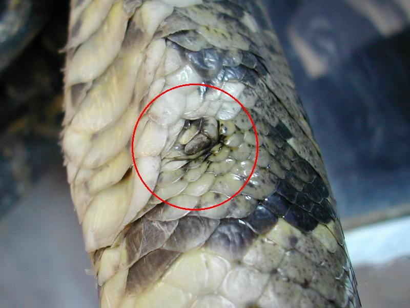 一小区楼下现巨型蟒蛇,一小区发现巨型蟒蛇