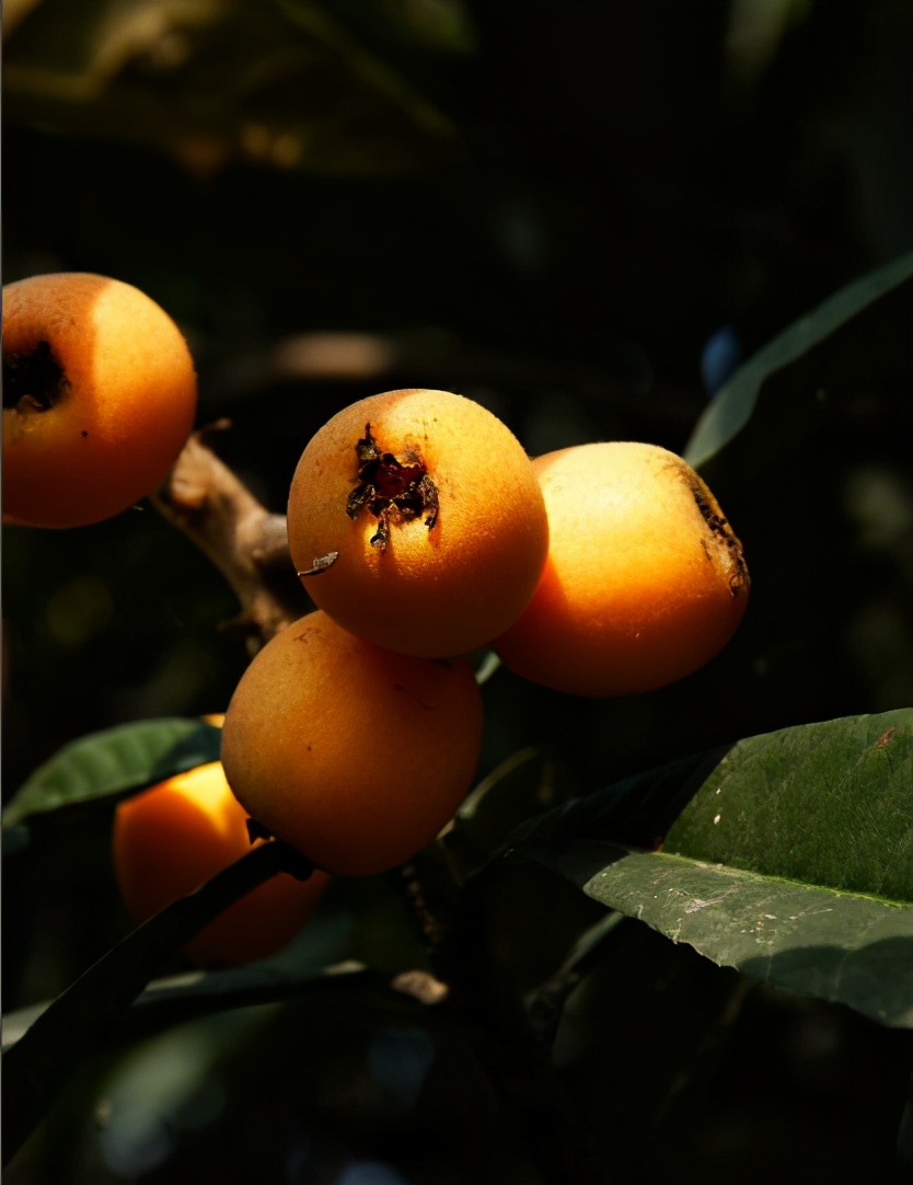 五月枇杷黄似橘诗句,五月枇杷黄似橘原文