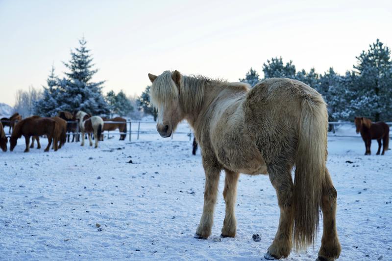 飘雪的季节,你要来一次冰岛(附冬季环游攻略)