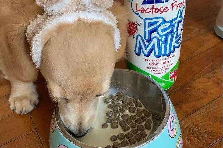 狗狗吃什么能增肥,狗狗吃什么增肥最快最有效