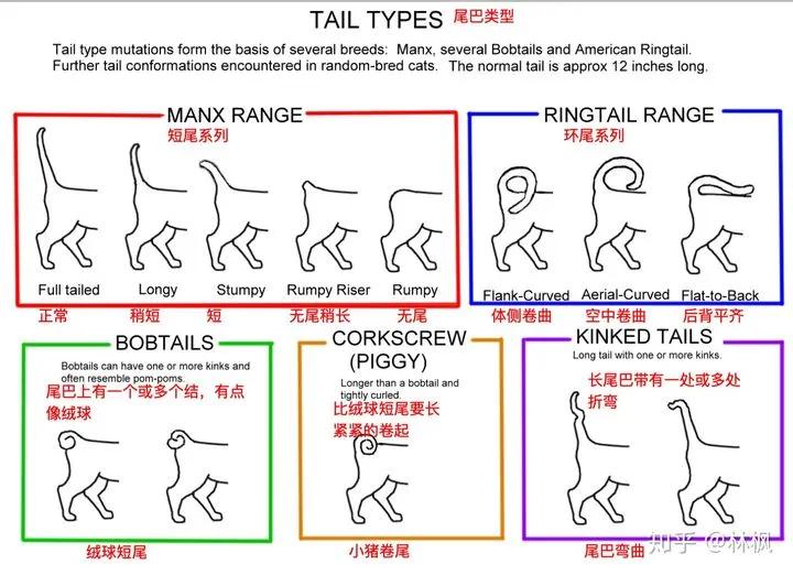 猫咪体型对照表,猫咪体型大全