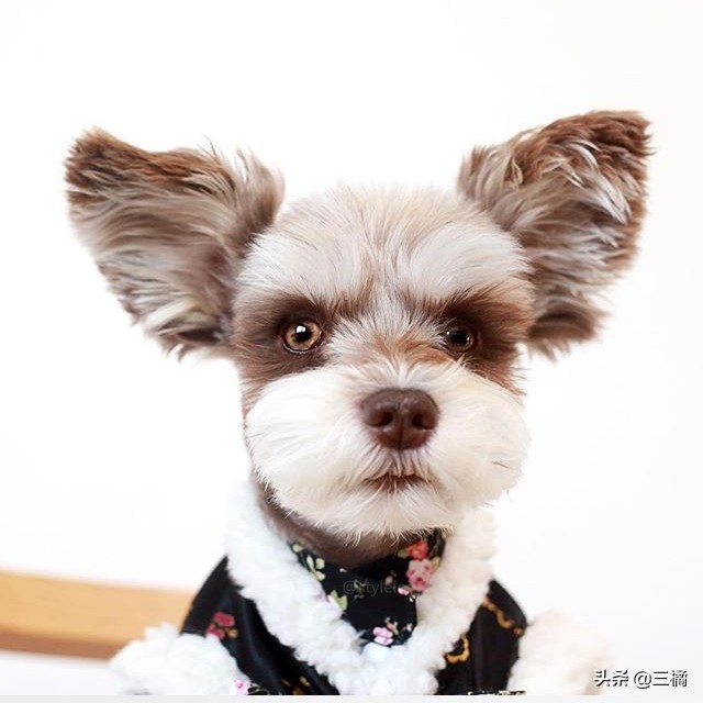 狗狗雪纳瑞剪毛,狗狗雪纳瑞图片大全