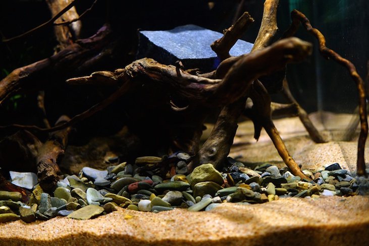 南美水族论坛推荐,南美水草造景论坛