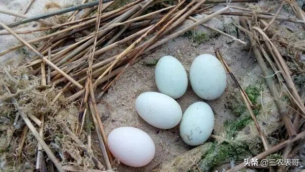 最近海鸭蛋曝光,被央视315曝光的海鸭蛋