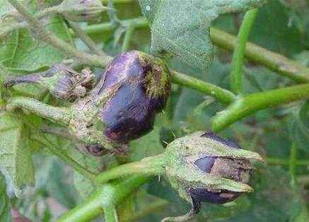 茄子的虫害防治技术,茄子虫害无农药防治