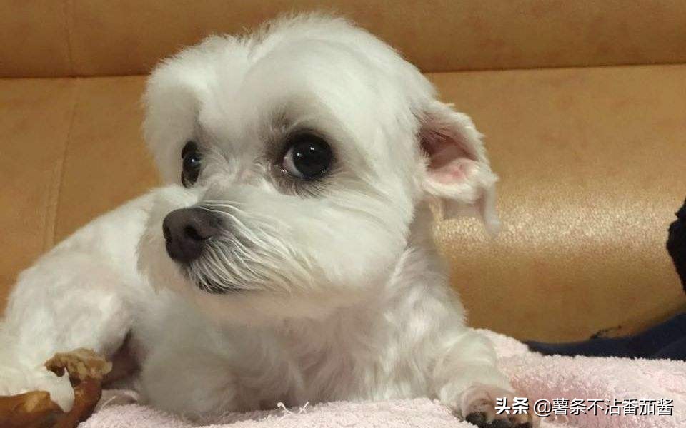 高颜值肌肉奶狗,什么样的小奶狗最可爱