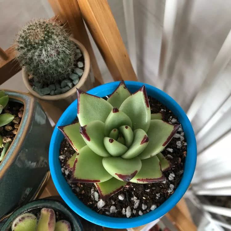 新手小白入坑多肉必看攻略,多肉新手入坑必备指南